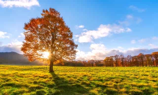 扁鹊新赛季有什么加强